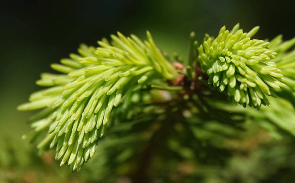 緑の針の若い芽を持つ針葉樹の木の枝 - 写真・画像