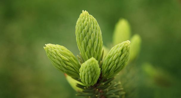 Der Beginn des Wachstums der grünen Zapfen und Äste im Frühjahr auf Nadelbäumen - Foto, Bild
