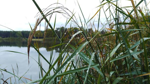 Reeds no orvalho da manhã perto de um lago - Foto, Imagem