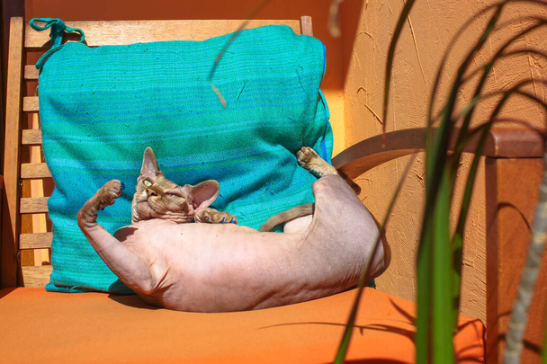 Un gato esfinge canadiense con ojos verdes tomando el sol en una pose divertida bajo el sol, acostado en una silla naranja. El gato está mirando dentro de la lente.  - Foto, Imagen
