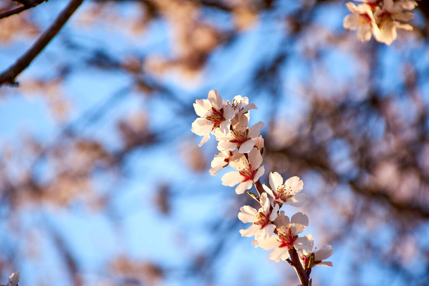 春のアーモンドの花のマクロビューでは、アウトフォーカスの背景を持つ。白、ピンク、紫の花弁を持つ花。植物の緑の芽。保育園、水平方向の眺め - 写真・画像