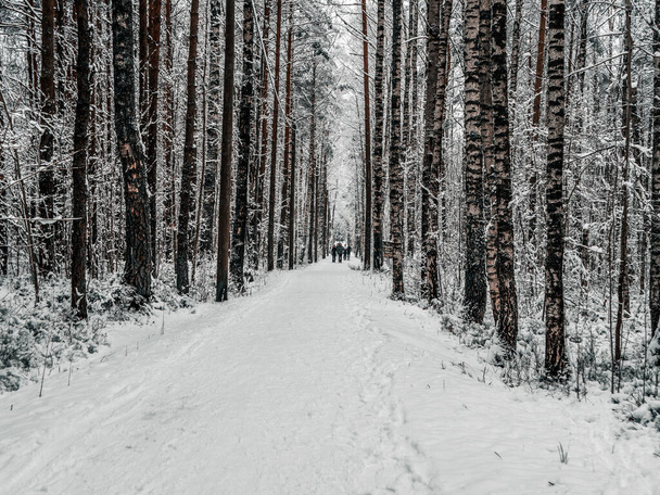 schneebedeckter Kiefernwald. Winterlandschaft  - Foto, Bild