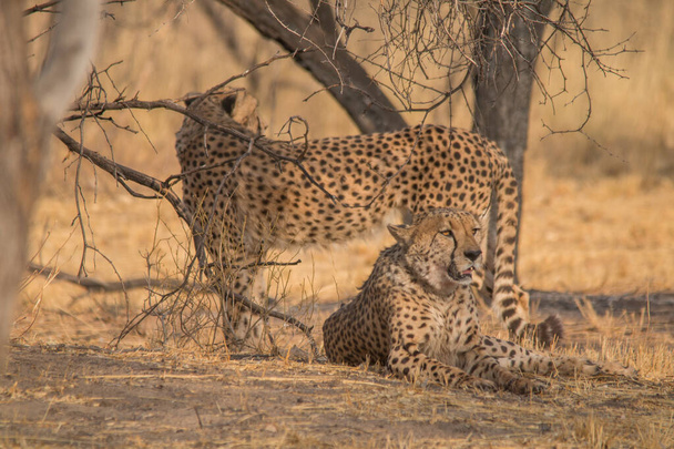 Cheetah Kalaharin autiomaassa, Namibiassa, Afrikassa - Valokuva, kuva