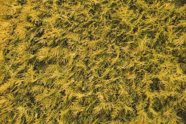 изгородь больной пожелтевшей западной туджи. естественный фон - Фото, изображение
