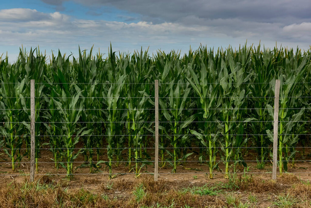 Kukoricaföld Buenos Aires tartományban, Argentínában - Fotó, kép