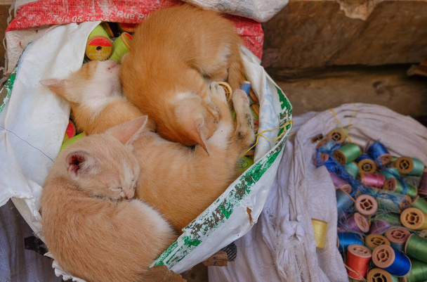 Kittens sleeping in a sack in Fes market, Morocco - Photo, Image