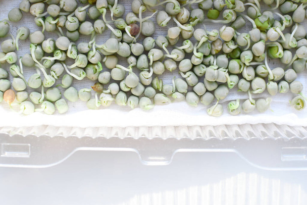 Detailní záběr hrášku mikrozeleně. Výsadba mikrozelených hrušek. Klíčení semen doma. Výhonky semen, mikrozeleně Vegan a zdravý stravovací koncept. - Fotografie, Obrázek