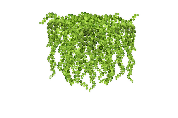 Green vine, liana or ivy hanging from above or climbing the wall. - Vector, Image