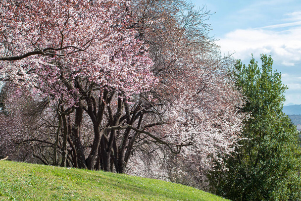 Vaaleanpunainen kukkivat luumupuut ryhmä puistossa. Kevätmaisema. - Valokuva, kuva