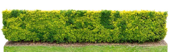 Urozmaicony złoty euonymus japonicus lub wiecznie zielony krzew wrzeciona żywopłot izolowany na białym - Zdjęcie, obraz