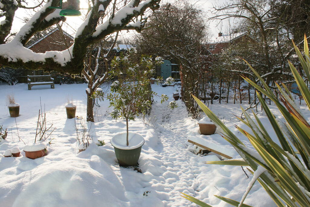 Paysage enneigé Hiver Anglais campagne jardin biologique avec sentier espalier poirier et rose arc à la clôture arrière le tout avec couche de blanc après de fortes chutes de neige - Photo, image