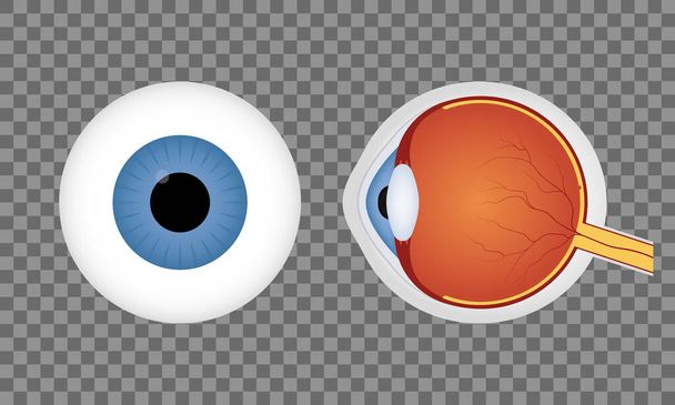 bulbo oculare umano realistico su sfondo trasparente. Pupilla blu. Vista frontale e laterale dell'occhio umano. Vettore - Vettoriali, immagini