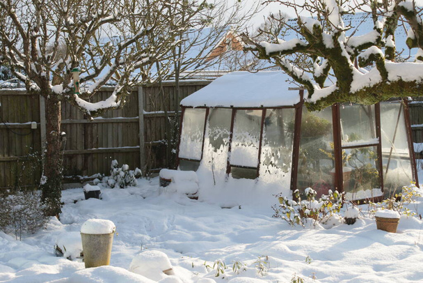 Lumimaisema lasi kasvihuone ja espalier antiikin päärynä puu ruoho ja kasvi peitetty valkoinen kerros orgaaninen Englanti maa puutarha talvella jäädyttäminen sää lumisateen jälkeen  - Valokuva, kuva