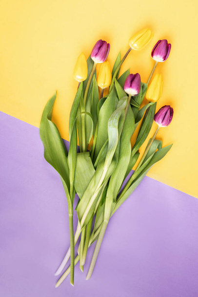 Fiori primaverili. Minimo. Vista dall'alto di tulipani gialli e viola su doppio sfondo colorato. - Foto, immagini