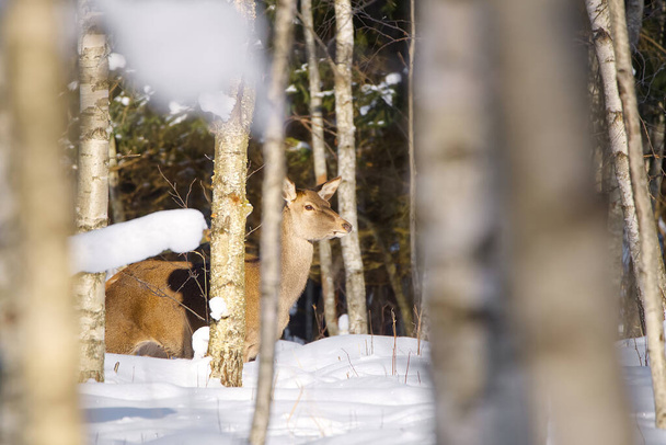 Красный олень в зимнем лесу. Дикая природа, охрана природы. Воспитание оленей в естественной среде обитания. - Фото, изображение