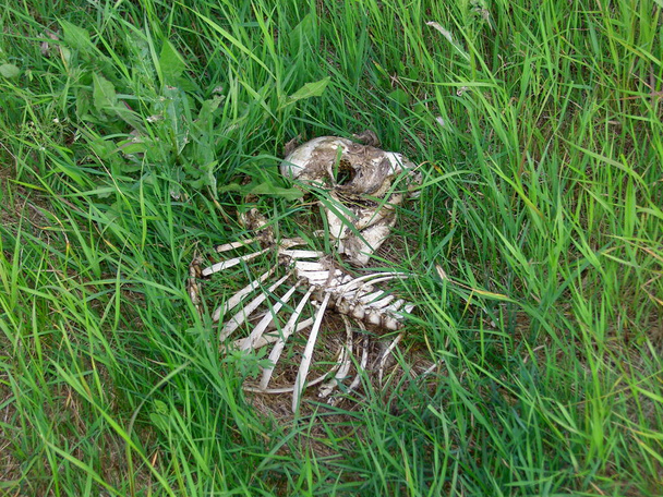 Skeleton of an animal, laid in the grass on a meadow in broad daylight, close up view, image - Photo, Image