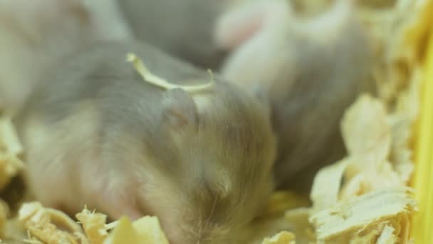 Closeup μακροσκοπική άποψη των λίγων μικρά νεογέννητα οικιακά χάμστερ παιδιά στο κρησφύγετο του πριονίδι - Πλάνα, βίντεο