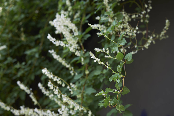 Fallopia baldschuanica tırmanma bitkisinin beyaz çiçeği - Fotoğraf, Görsel