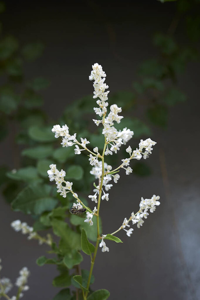 white blossom of Fallopia baldschuanica climbing plant - Photo, Image