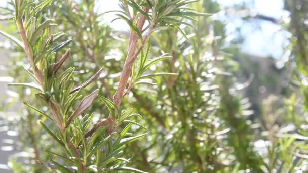 Romero, planta medicinal y especiada en una suave brisa primaveral - Metraje, vídeo