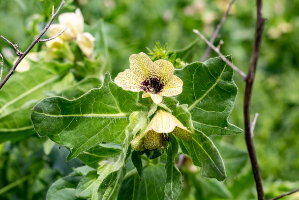 Herbe venimeuse à croissance sauvage Hyoscyamus. Fleur beige avec veines et feuilles lilas - Photo, image