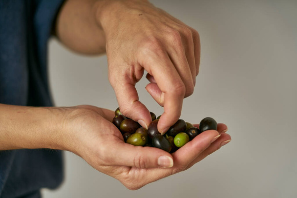 Rolnik pokazuje w dłoniach oliwki zebrane z drzewa oliwnego                       - Zdjęcie, obraz