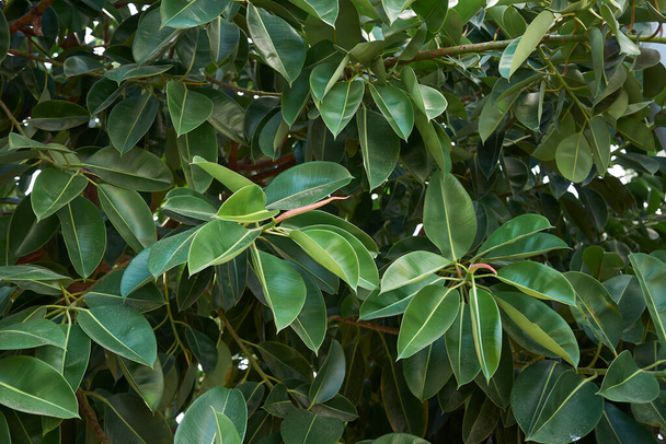  exuberante follaje de Ficus elastica árbol - Foto, imagen