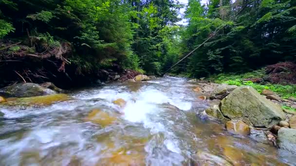 Eau en mouvement rapide dans la rivière de forêt de montagne - Séquence, vidéo
