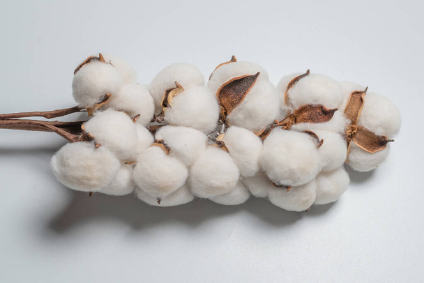 Branche de fleur de coton isolée sur fond blanc. Vue du dessus.  - Photo, image