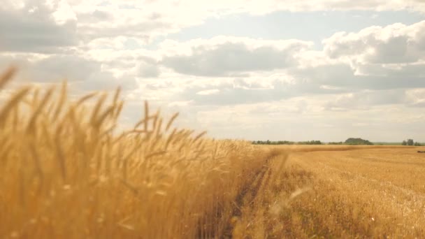 Špičáky pšenice s obilím otřásají větrem. Šetrná k životnímu prostředí. Pole zralosti pšenice proti modré obloze. Sklizeň zrní v létě. Zemědělský podnikatelský koncept. - Záběry, video