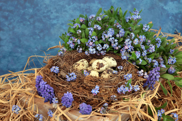 Uova di quaglia in un nido di uccelli naturali con la primavera dimenticami non e fiori di giacinto d'uva su sfondo blu screziato.  - Foto, immagini