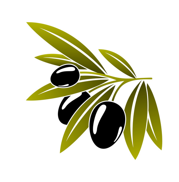 Galho verde folheado com azeitonas pretas maduras
 - Vetor, Imagem
