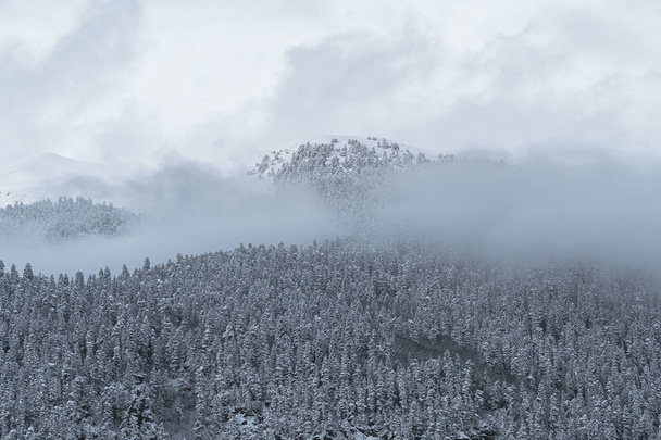 Die Spitze des Berges tritt durch die Wolke hervor. Winterwald am Berghang. Winterliche Berglandschaft. Niedrige Wolkendecke in den Bergen. - Foto, Bild