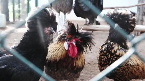 Funny rooster of houdan chicken family with red wattle behind green mesh metal fence on a farm. Cute imprisoned hens looking from behind bars. Breeding poultry for meat production industry in village. - 映像、動画