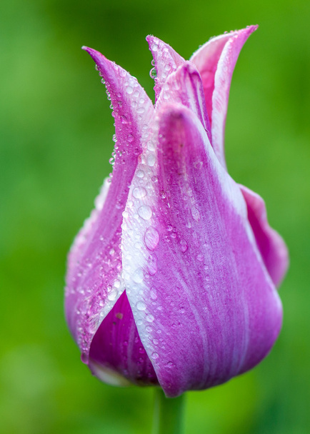 pink tulip - Foto, Bild