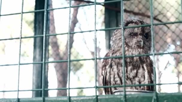 A coruja cinzenta manteve-se prisioneira numa jaula confinada atrás de uma cerca verde num jardim zoológico. Triste olhar pássaro virando a cabeça e piscando com um olho fechado e penas marrons, criatura noturna dormindo durante o dia. - Filmagem, Vídeo
