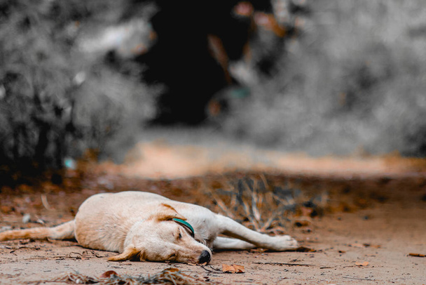 Chien thaïlandais reposant au milieu d'un chemin de terre dans un village rural de Thaïlande. Le chien était couché tranquillement sur la route seul par une chaude matinée d'été pour se reposer. - Photo, image
