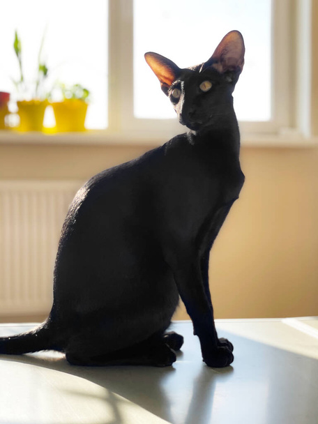 Gato oriental preto sentado na sala de luz com janela - Foto, Imagem