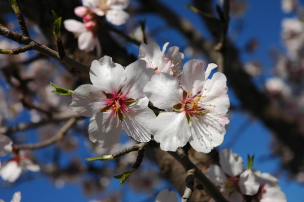 Mantelipuu, kun se kukkii - Valokuva, kuva