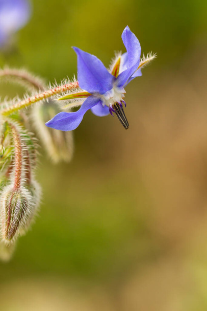 Бораго (Бораго), лікарська рослина з блакитними пелюстками з зеленим фоном. - Фото, зображення