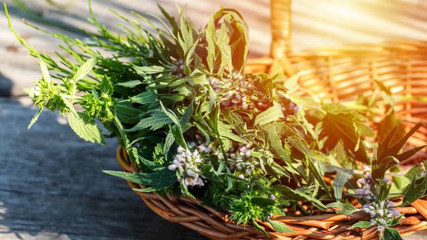 Leonurus cardiaca, motherwort, throw-wort, lion's ear, lion's tail medicinal plant in a wicker basket on a wooden table. Ingredient for cosmetology and non-traditional medicine. Blooming in summer - Photo, Image