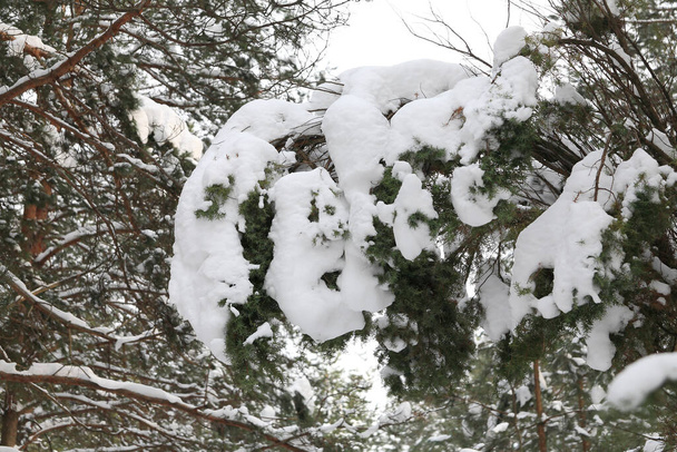 森の中の木々や低木の枝は冷たい白い雪で覆われています。ポーランドのWolga村の近くの木の土地 - 写真・画像