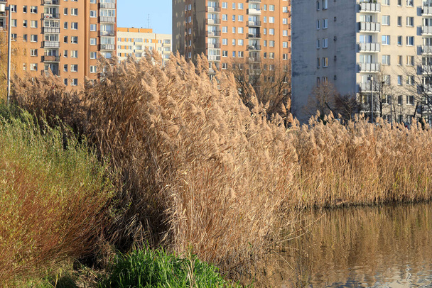 Varşova 'daki Goclaw konutlarında sonbahar mevsiminde görülen göl suyunda kuru sazlıklar. - Fotoğraf, Görsel