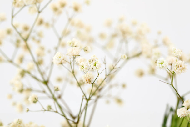 Twigs met veel kleine witte bloemen van Gypsophila. - Foto, afbeelding