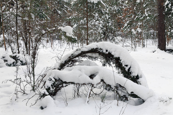 森の中の低木や木は冷たい白い雪で覆われている. - 写真・画像
