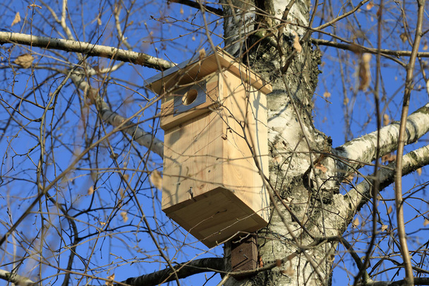 Una nuova casa di uccelli in legno è stata fissata su un tronco di betulla e sta aspettando il suo residente. Questo può essere visto in un parco pubblico sul complesso residenziale Goclaw a Varsavia. - Foto, immagini