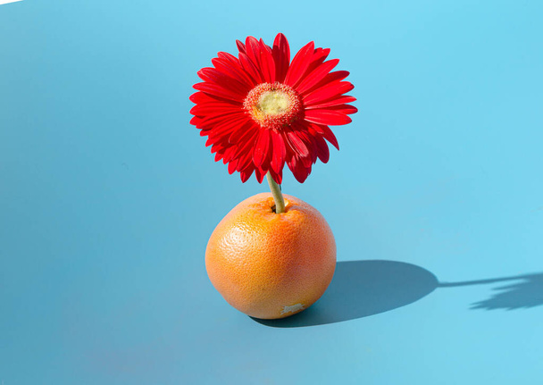 Una flor de gerberas de color rojo brillante que crece a partir de un pomelo naranja. Concepto mínimo de primavera saludable. - Foto, imagen