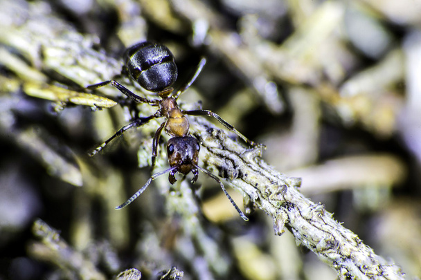 Hormiga de madera roja en una ramita
 - Foto, imagen