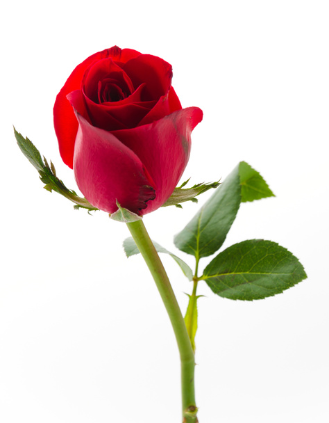 Rosa roja - Foto, imagen