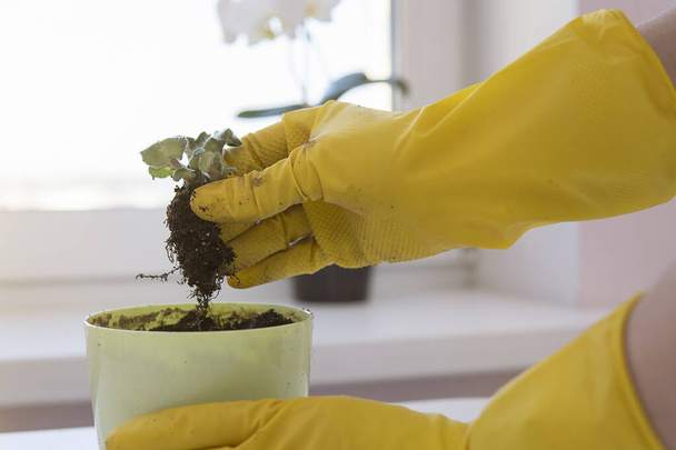 female hands in yellow gloves transplant a violet houseplant. - Fotoğraf, Görsel